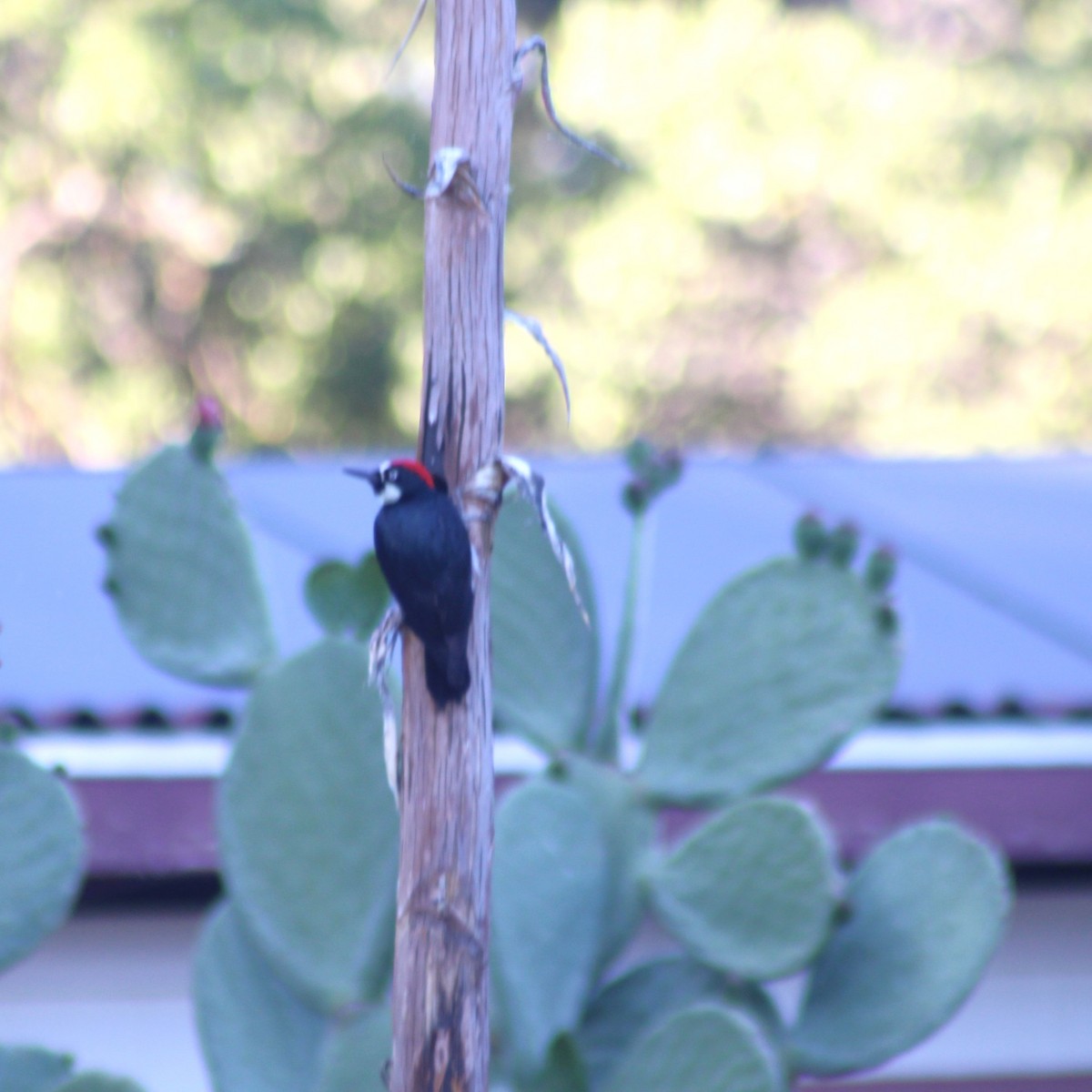 Acorn Woodpecker - Marsha Painter