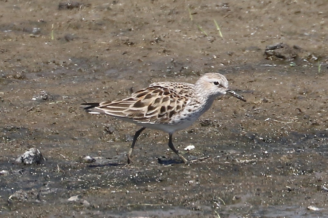 White-rumped Sandpiper - Irvin Pitts