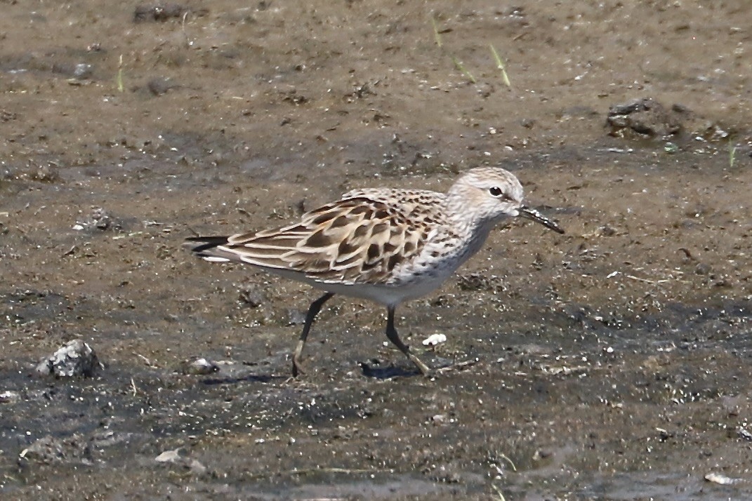 Weißbürzel-Strandläufer - ML619463574