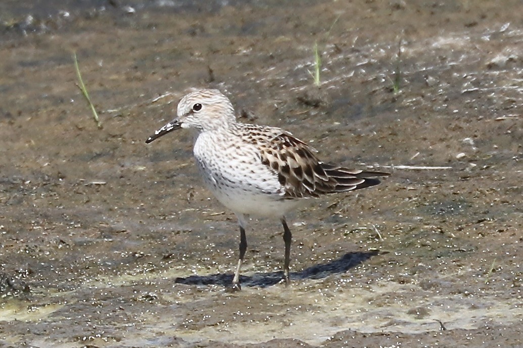 White-rumped Sandpiper - Irvin Pitts