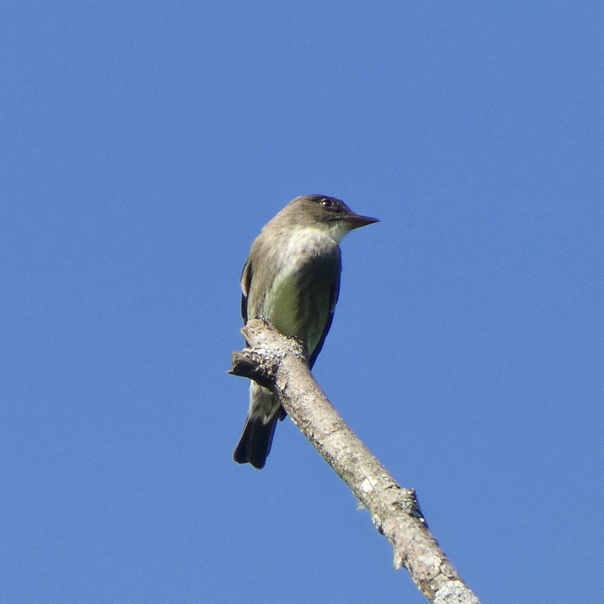 Olive-sided Flycatcher - Anthony Albrecht