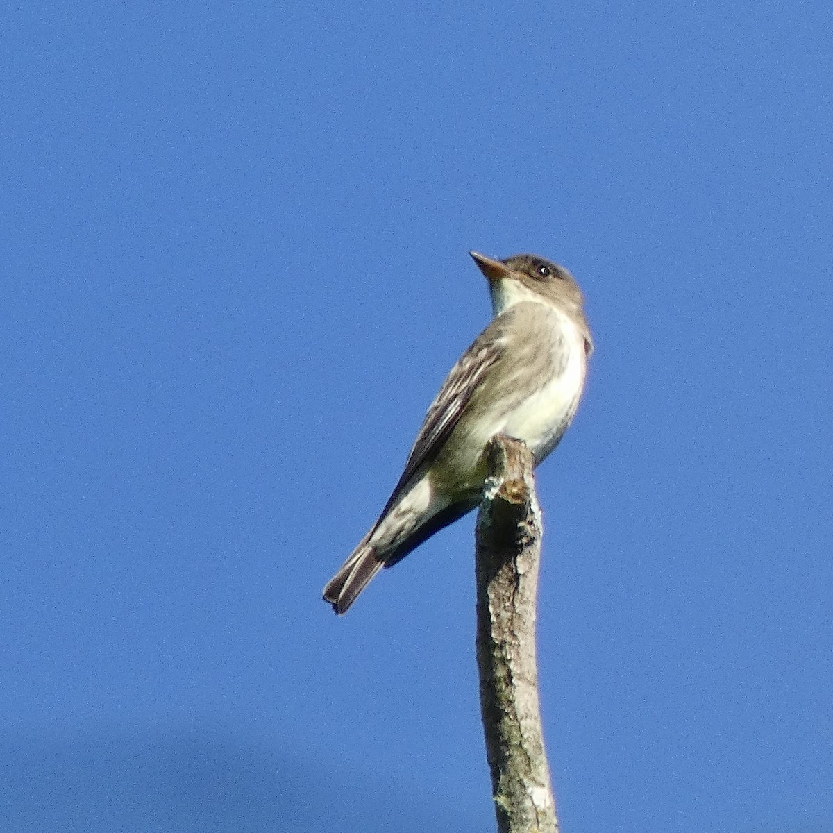 Olive-sided Flycatcher - Anthony Albrecht