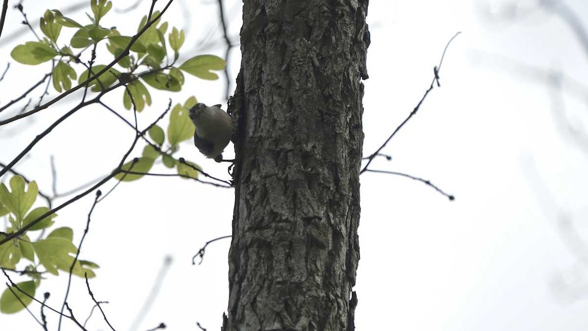 White-breasted Nuthatch - Indira Thirkannad