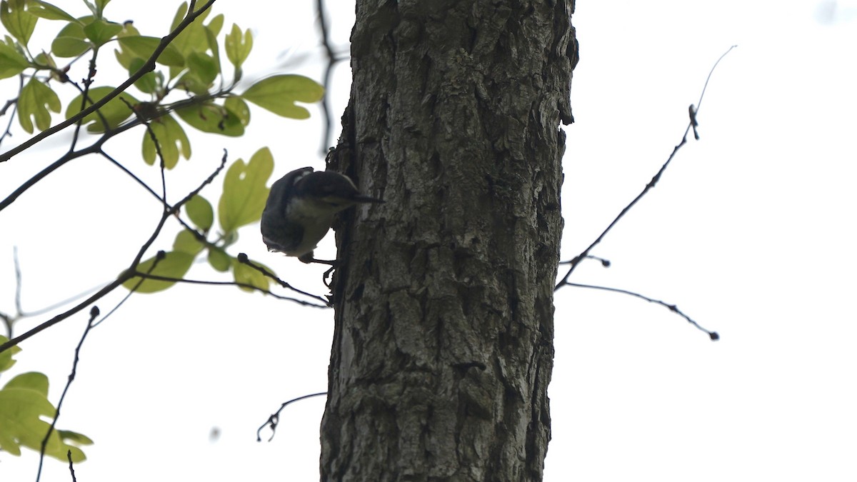 White-breasted Nuthatch - Indira Thirkannad