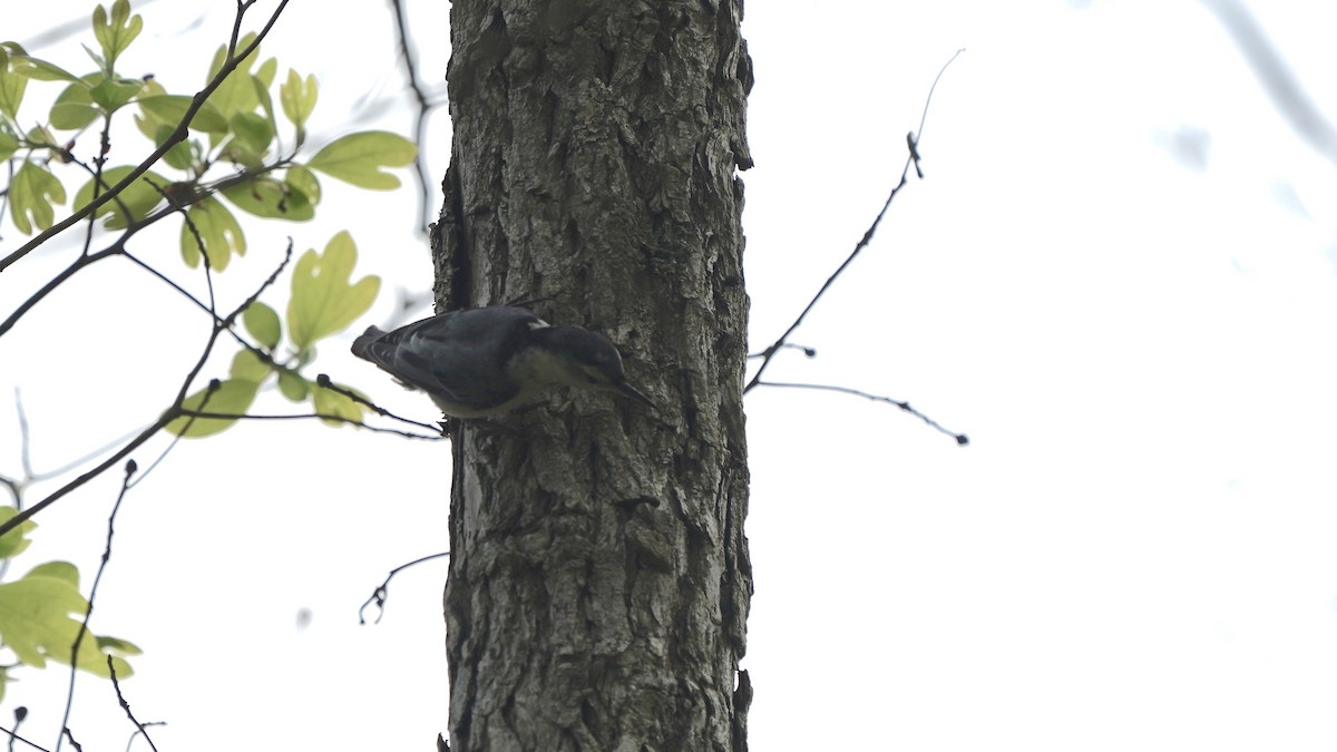 White-breasted Nuthatch - Indira Thirkannad