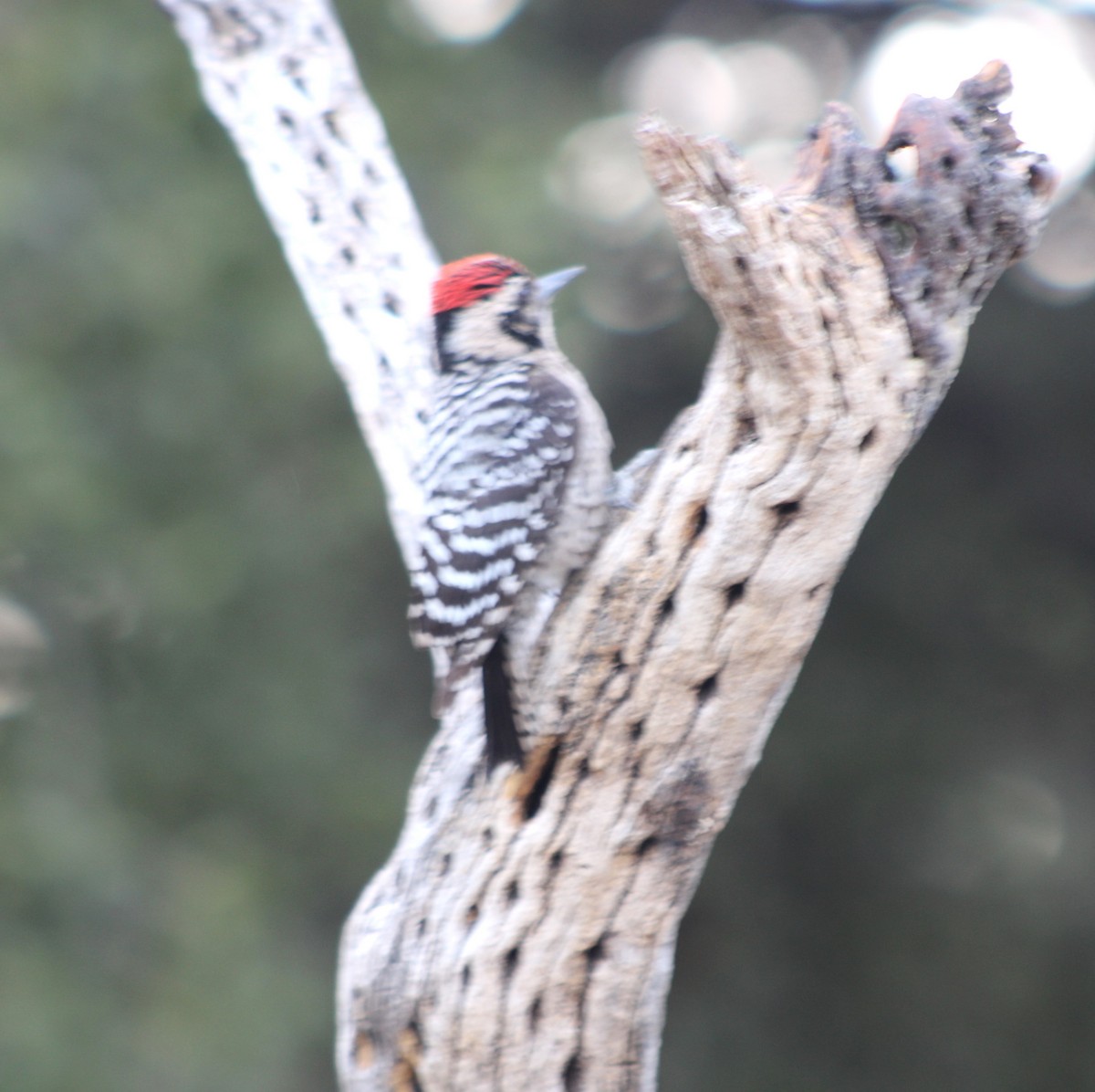 Ladder-backed Woodpecker - Marsha Painter