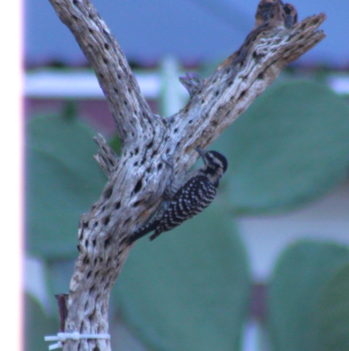 Ladder-backed Woodpecker - Marsha Painter