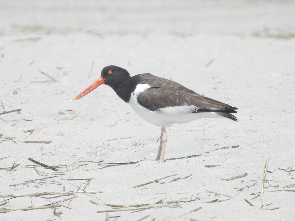 American Oystercatcher - ML619463600