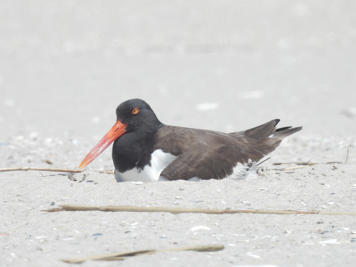 American Oystercatcher - Cindy Leffelman