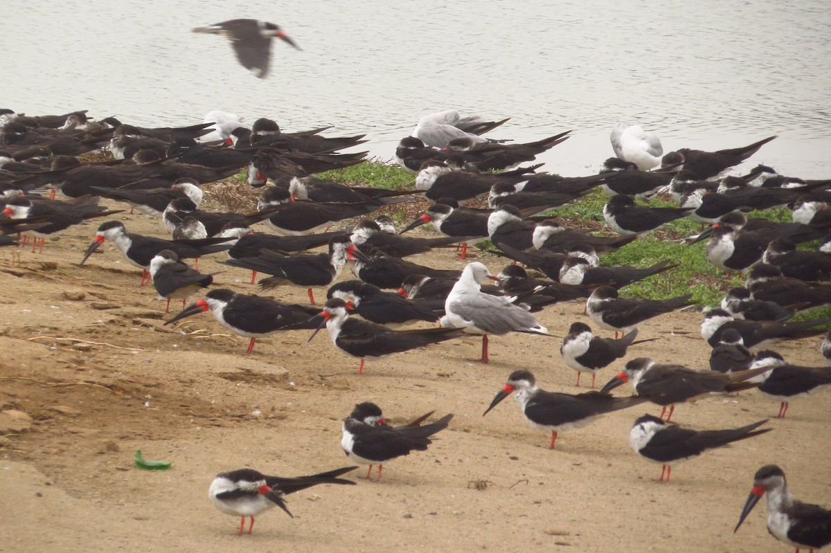 Black Skimmer - Gary Prescott