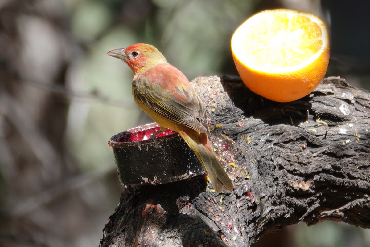 Summer Tanager - Terry Pollock