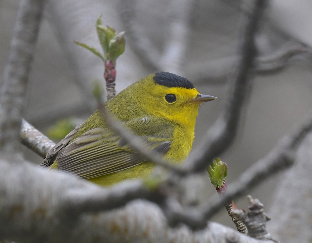 Wilson's Warbler - Denise  McIsaac