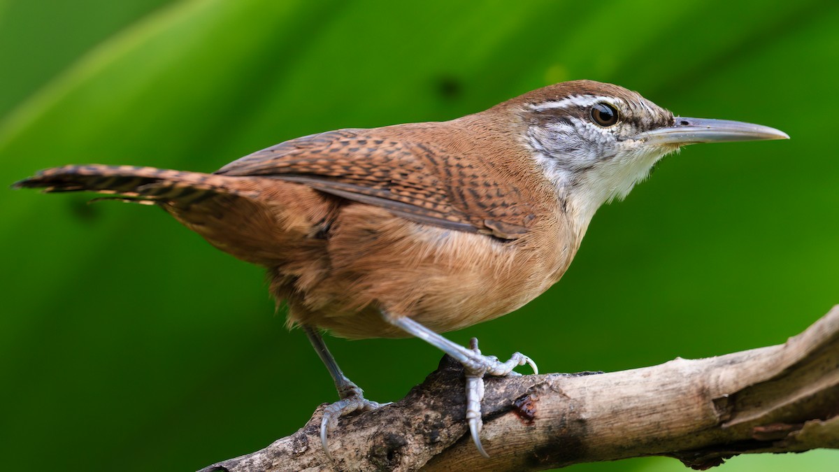 Long-billed Wren - Daniel Hinckley | samazul.com