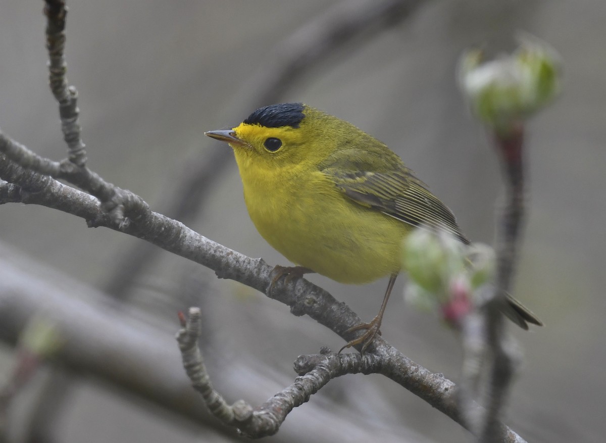 Wilson's Warbler - ML619463616