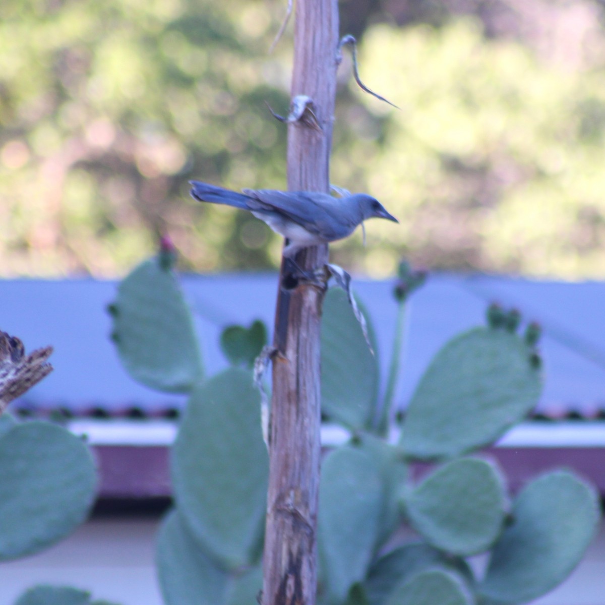 Mexican Jay - Marsha Painter