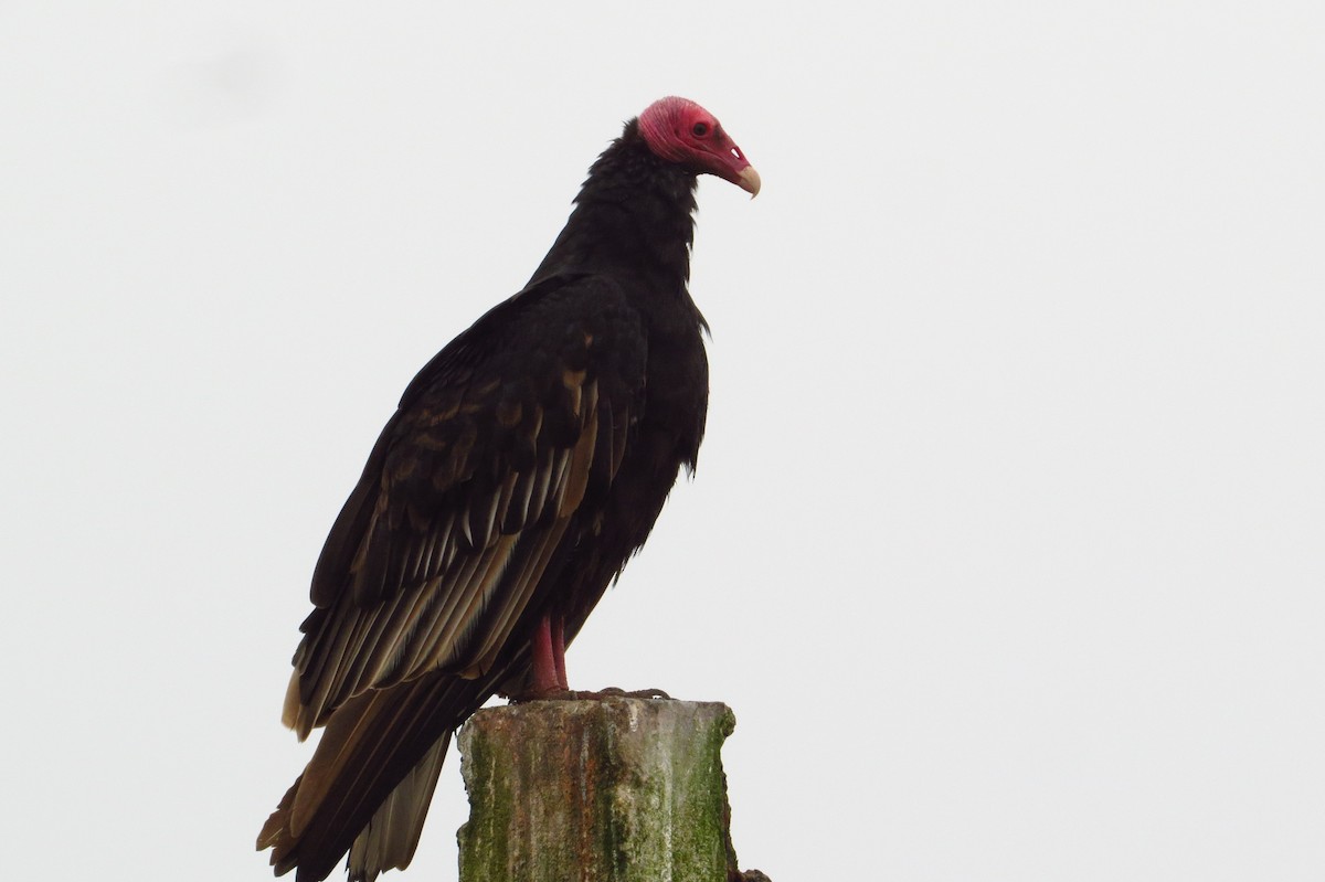 Turkey Vulture - Gary Prescott