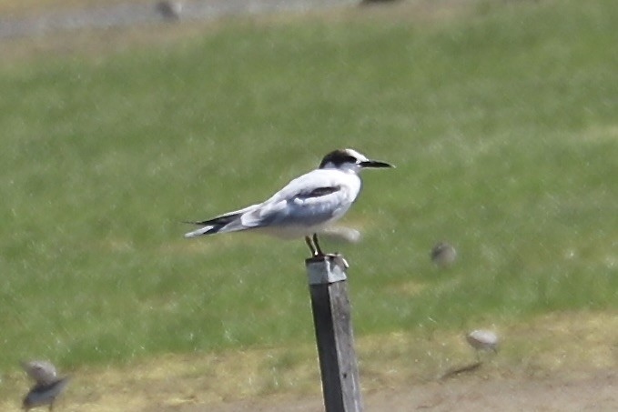 Common Tern - Irvin Pitts