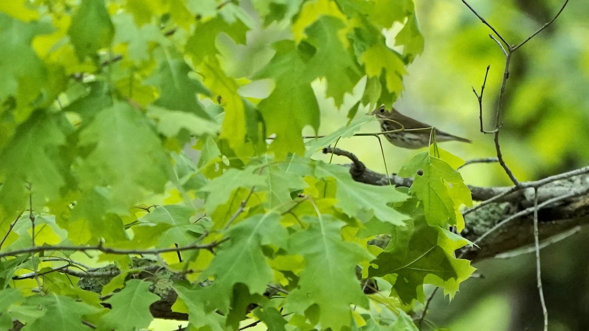 Ovenbird - Indira Thirkannad