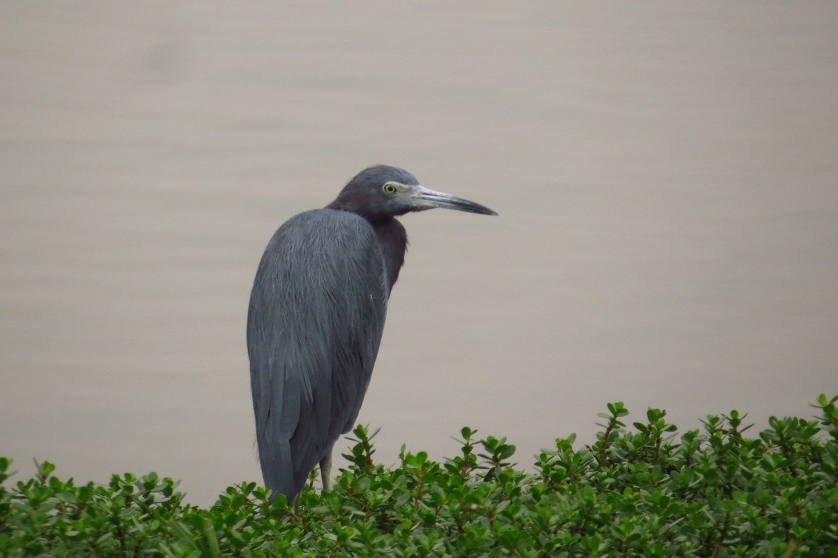 Little Blue Heron - Gary Prescott