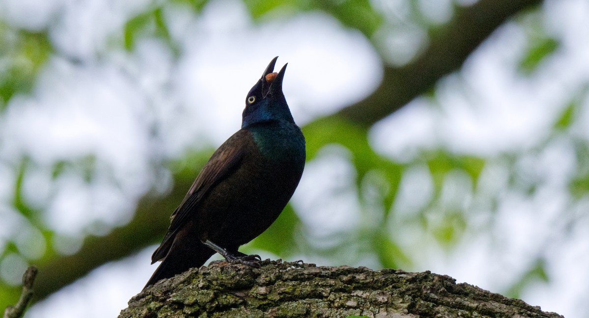 Common Grackle - Travis Vance