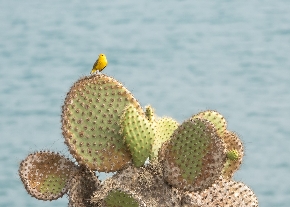 Yellow Warbler (Galapagos) - Jodi  Chambers