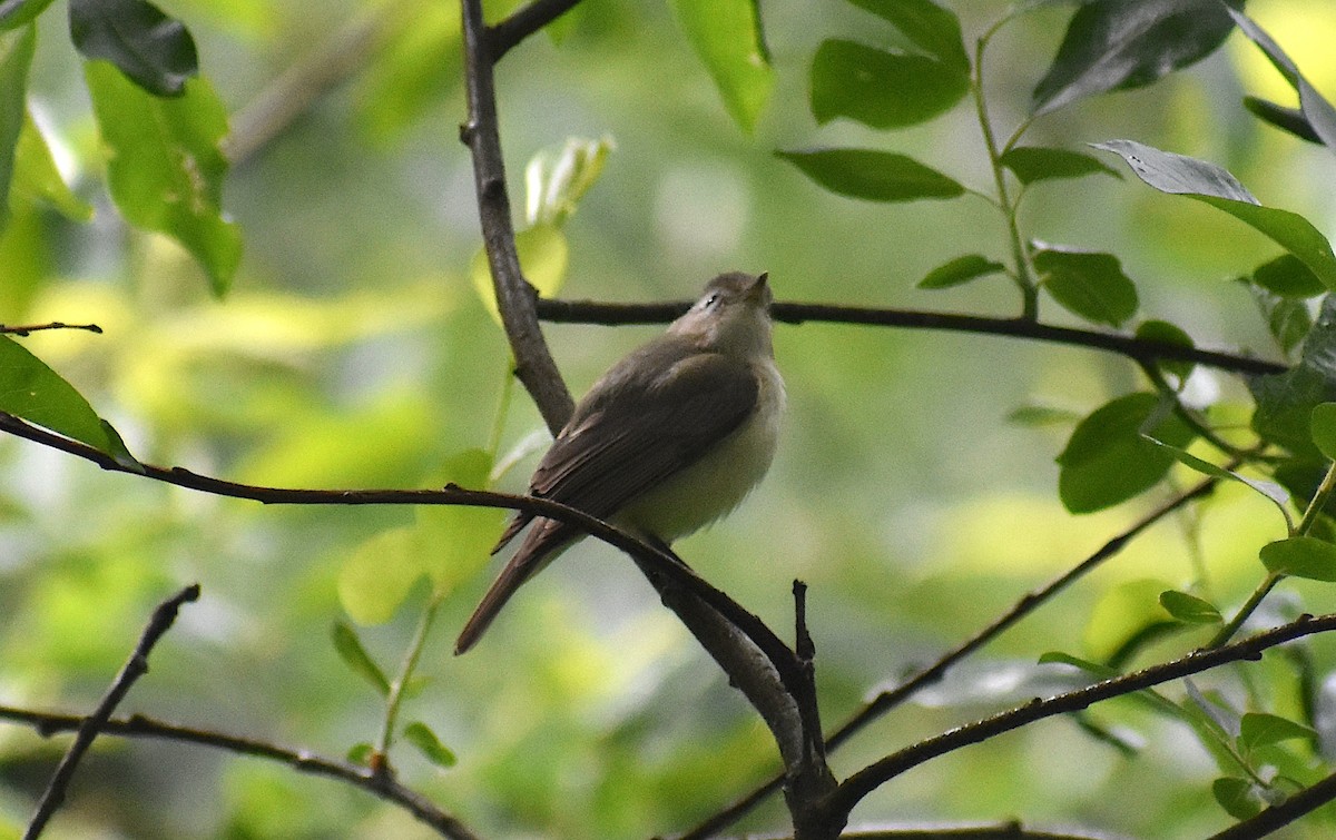 Warbling Vireo - Ken Steffenson