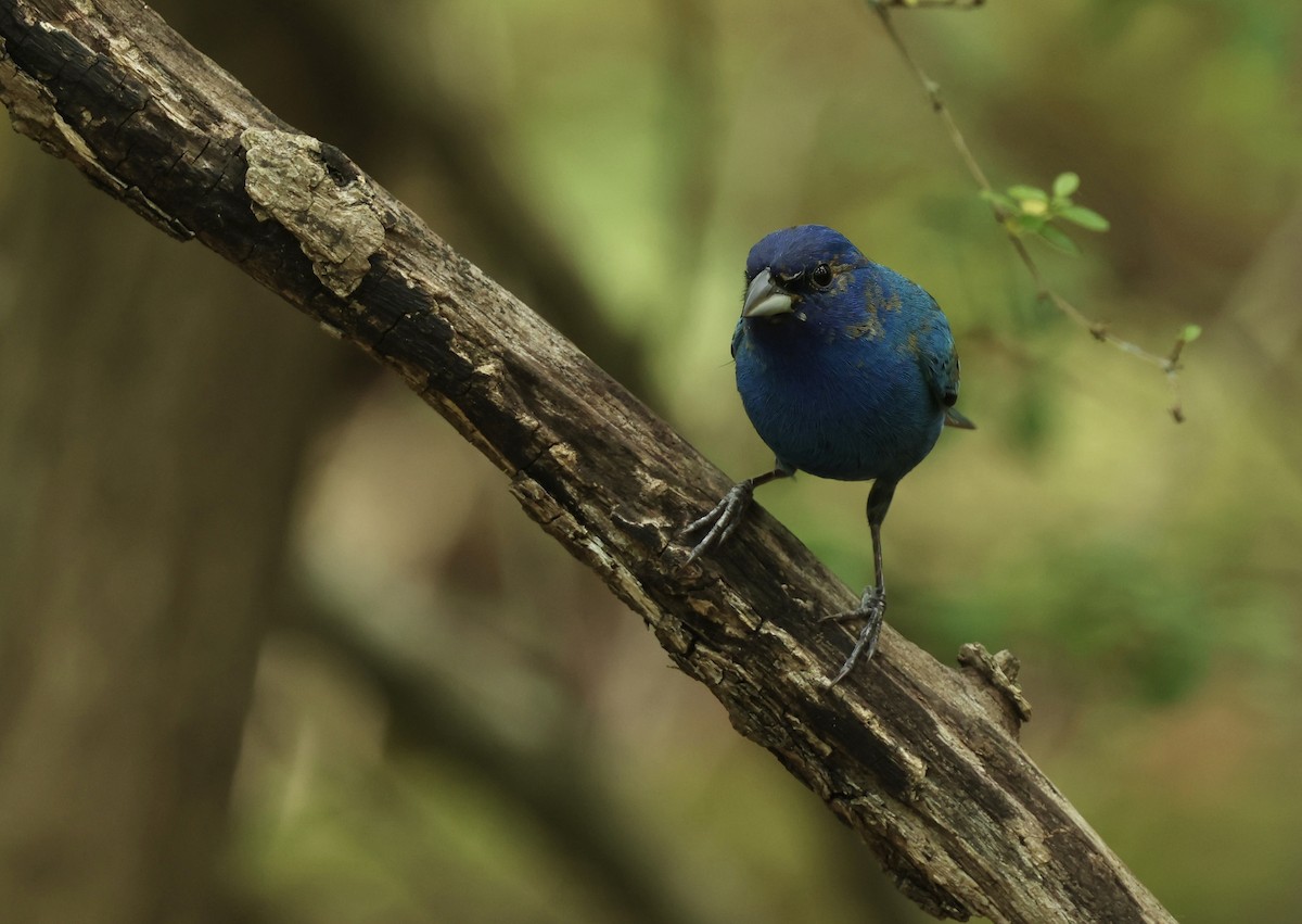 Indigo Bunting - Grace Simms  🐦‍⬛