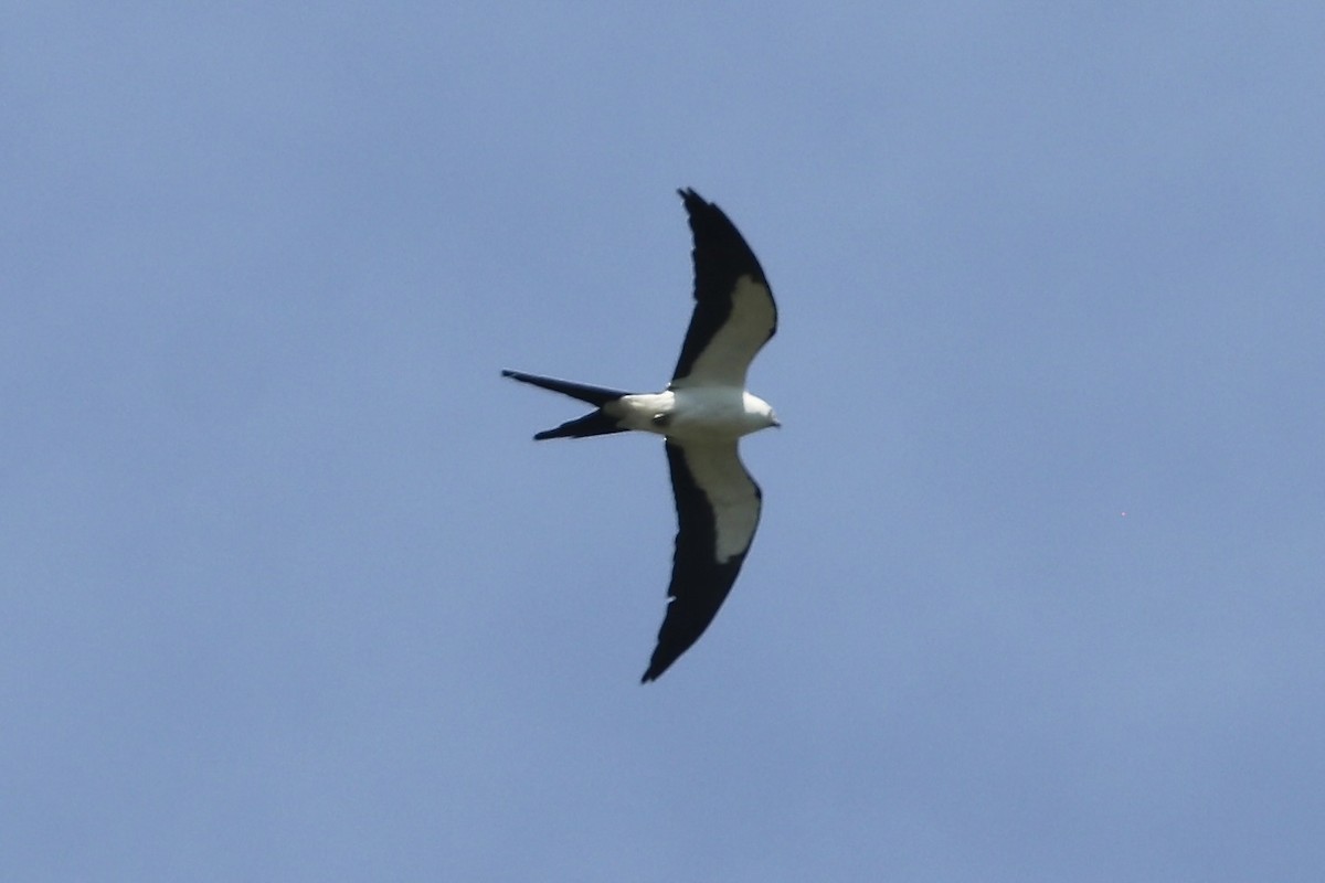 Swallow-tailed Kite - Irvin Pitts