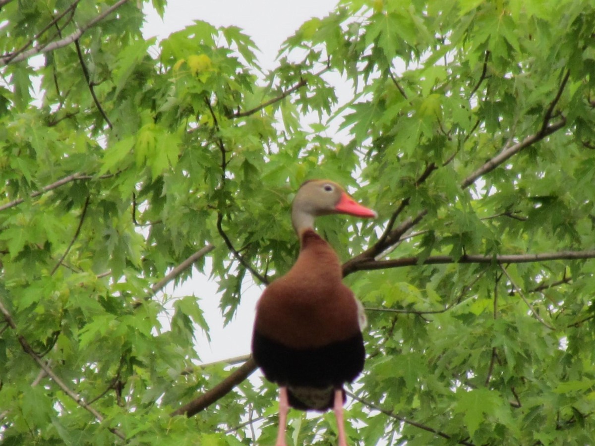 Black-bellied Whistling-Duck - ML619463656