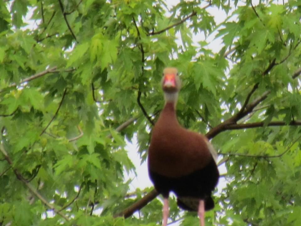 Black-bellied Whistling-Duck - ML619463658