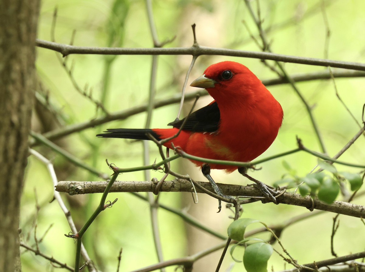 Scarlet Tanager - Grace Simms  🐦‍⬛