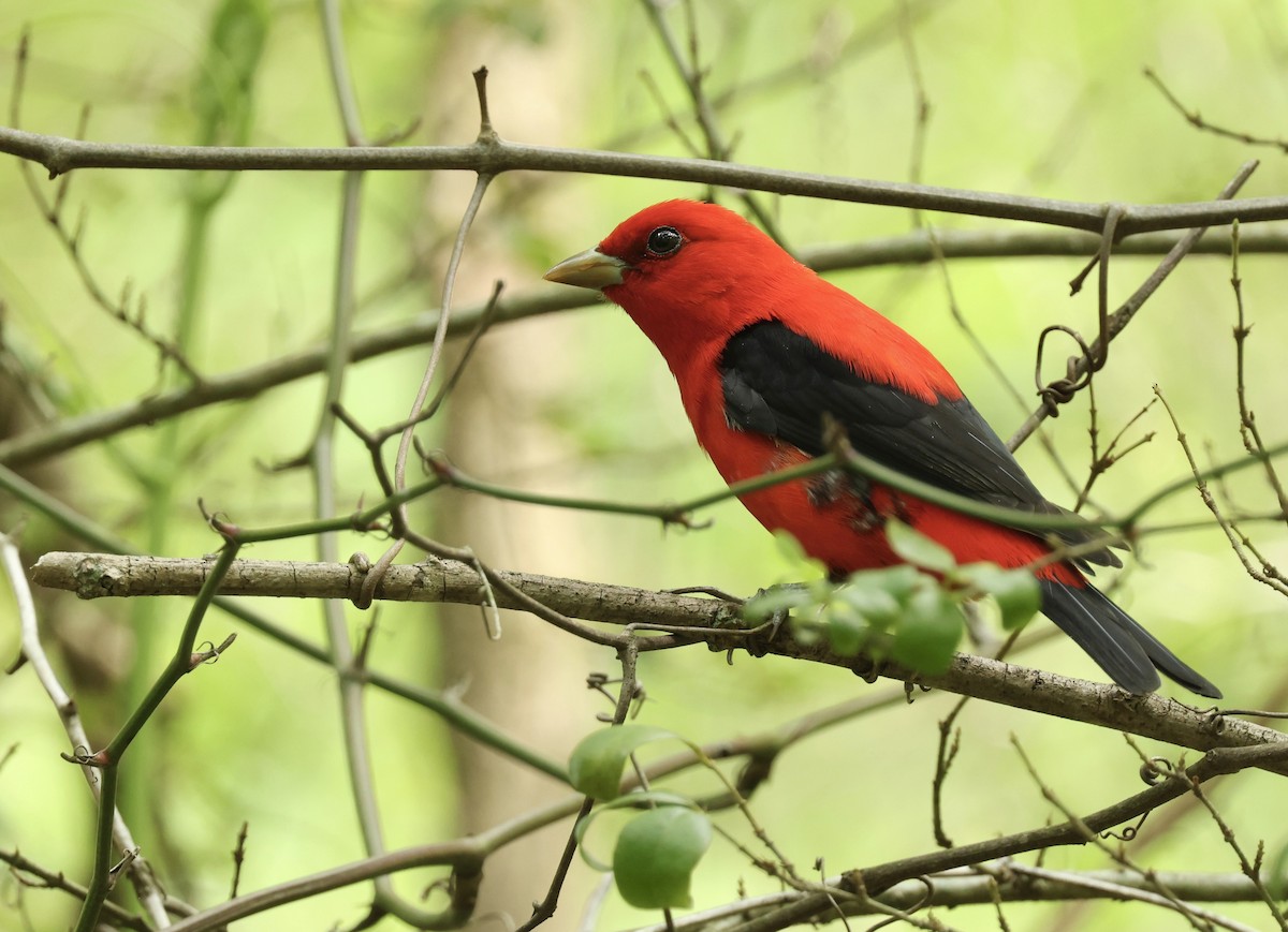 Scarlet Tanager - Grace Simms  🐦‍⬛