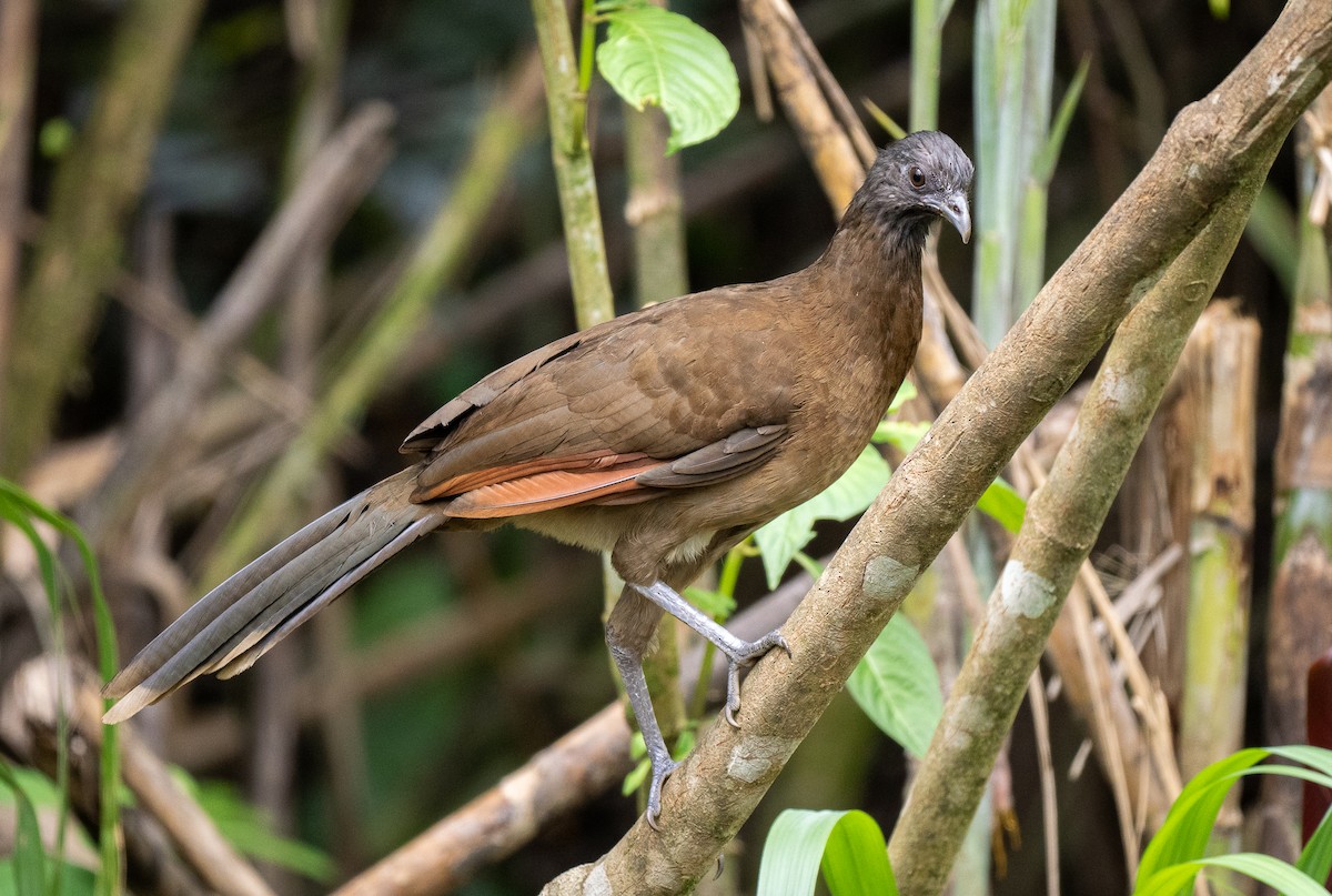 Gray-headed Chachalaca - Forest Botial-Jarvis