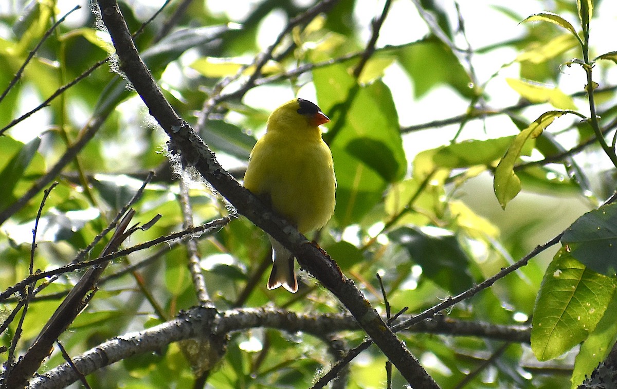 American Goldfinch - ML619463668