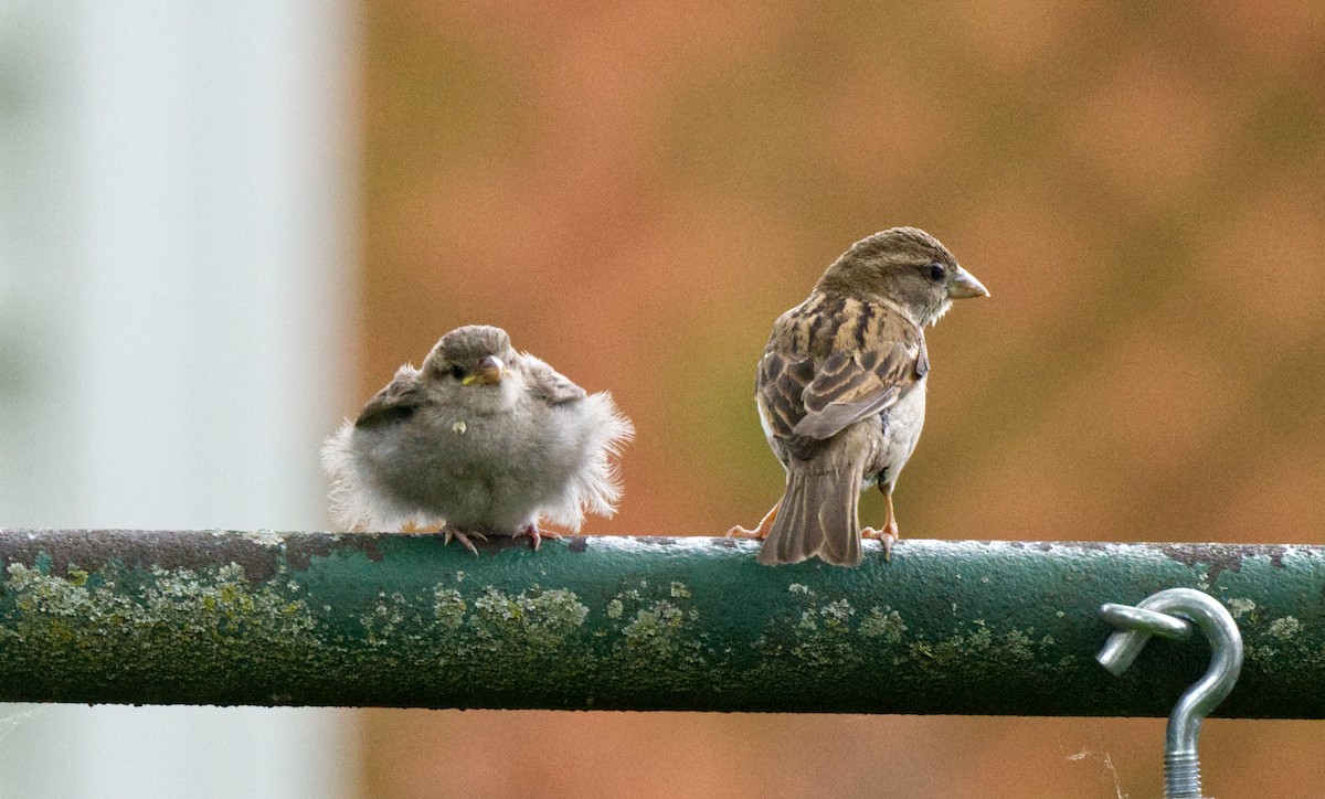 House Sparrow - Travis Vance