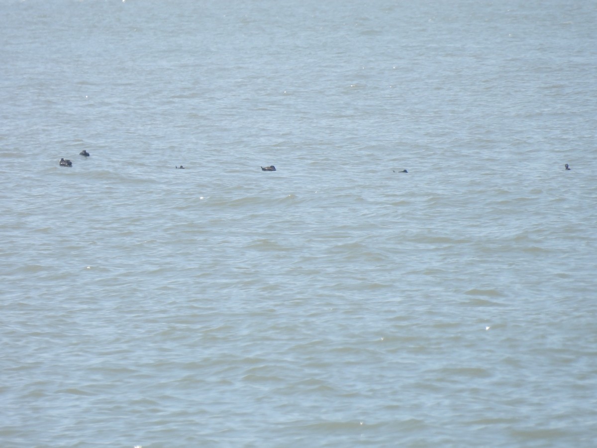 Surf Scoter - Cindy Leffelman