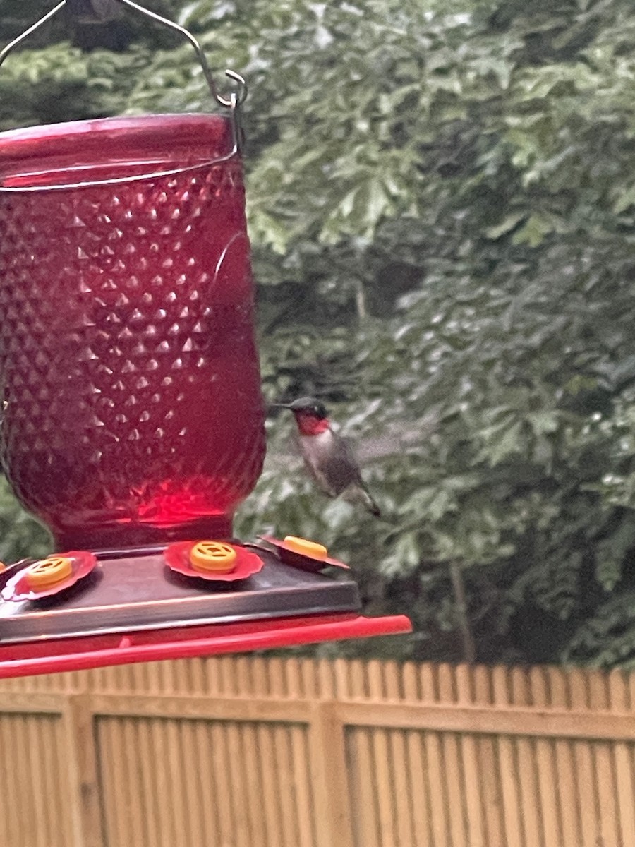 Ruby-throated Hummingbird - ML619463674