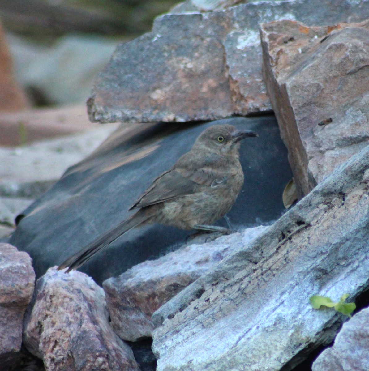 Curve-billed Thrasher - Marsha Painter