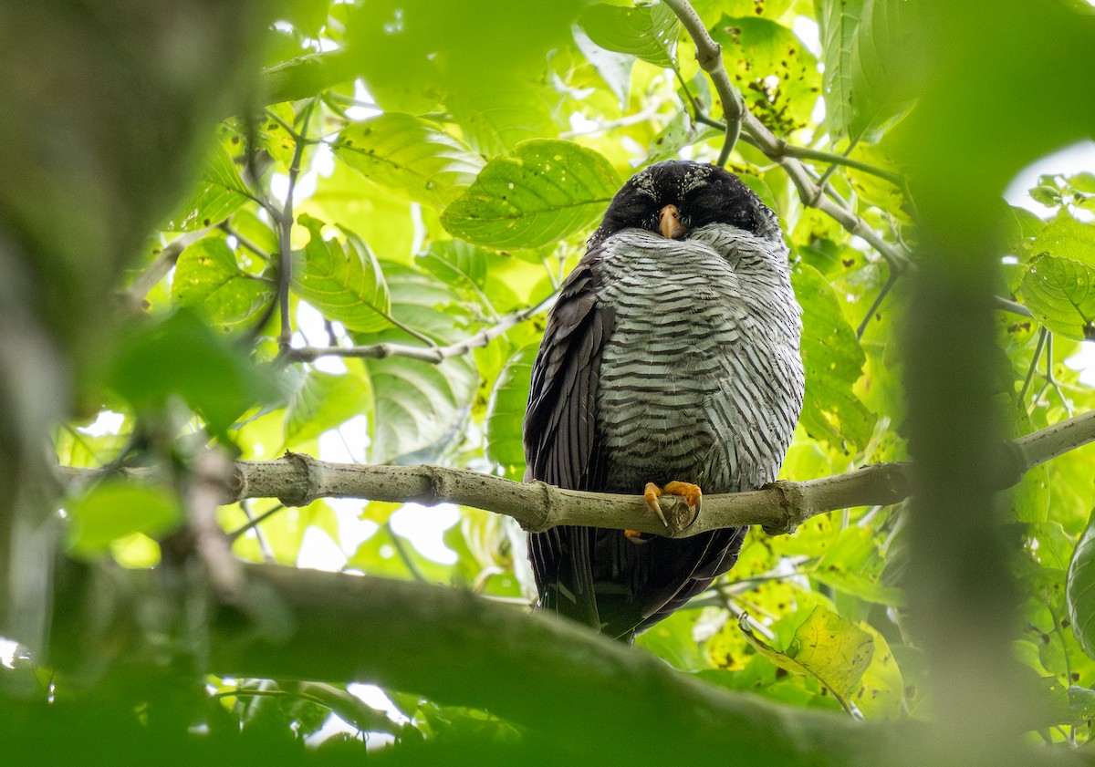 Black-and-white Owl - Forest Botial-Jarvis