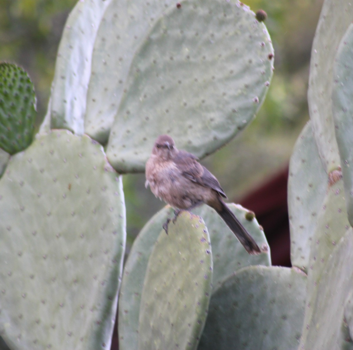 Curve-billed Thrasher - Marsha Painter