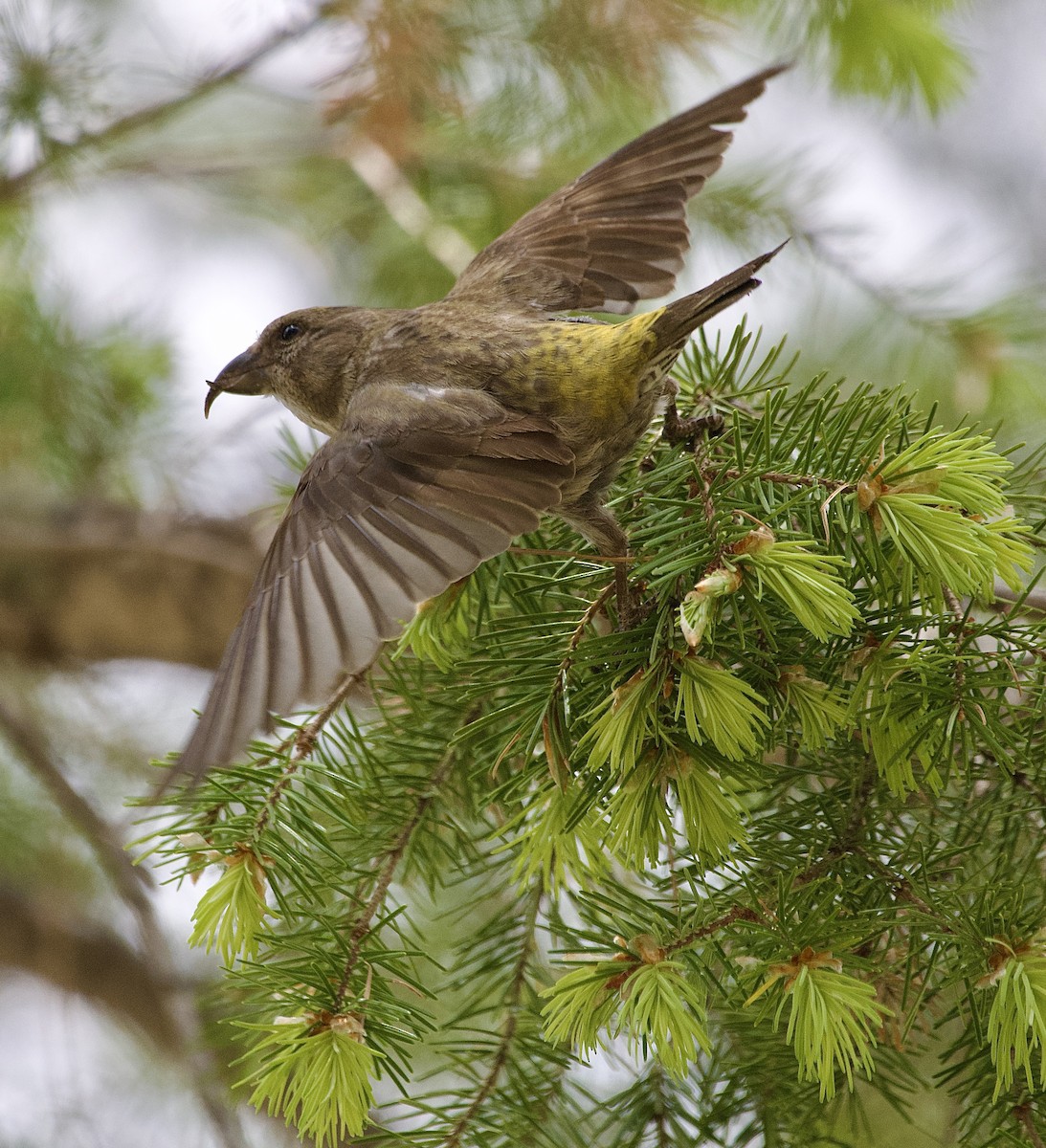 Red Crossbill - Tim DeJonghe