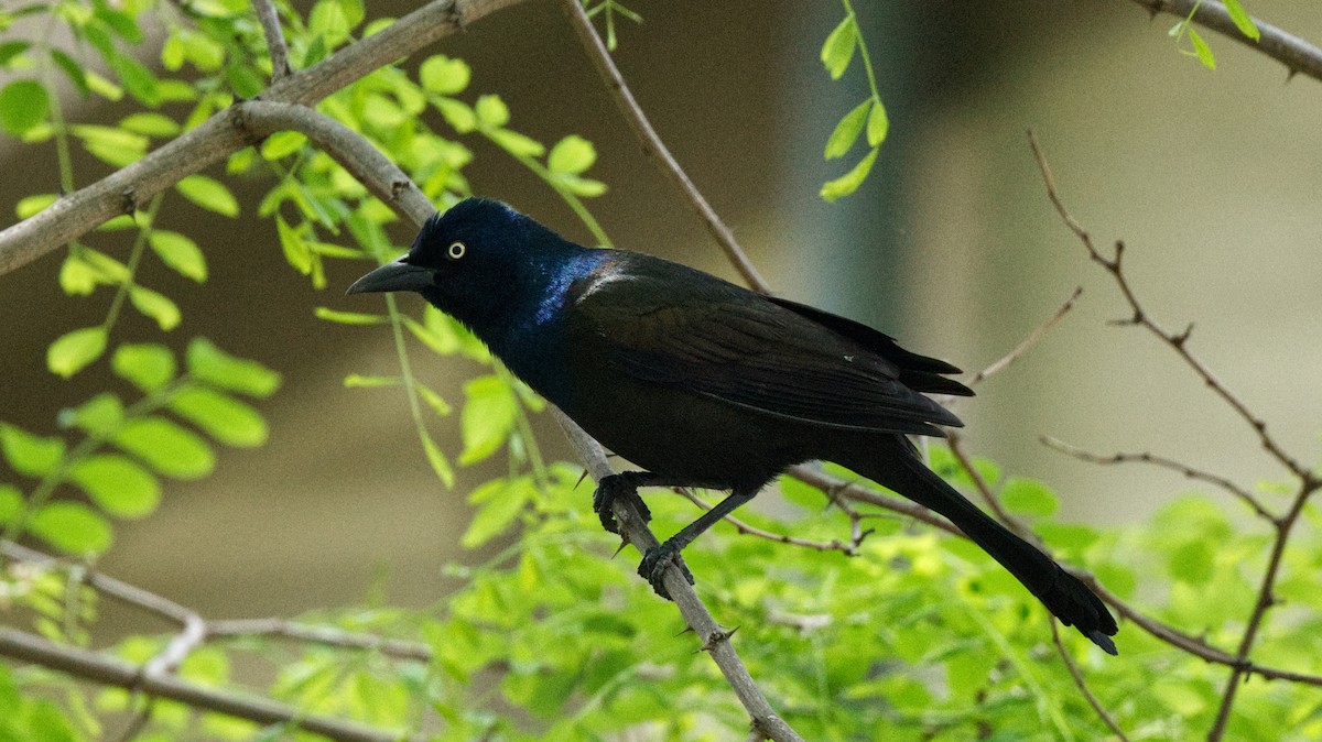 Common Grackle - Travis Vance