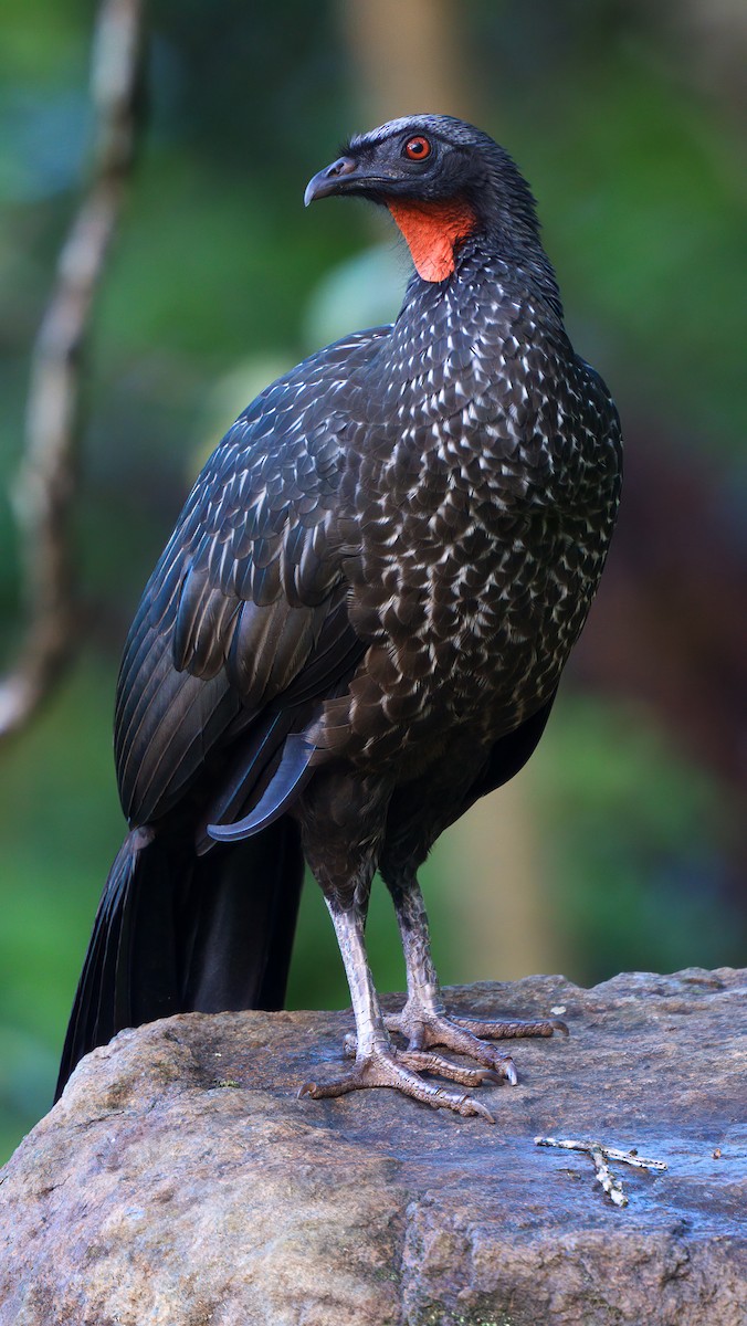 Dusky-legged Guan - Daniel Hinckley | samazul.com