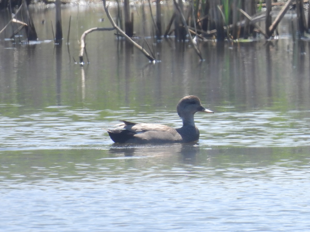 Gadwall - Cindy Leffelman