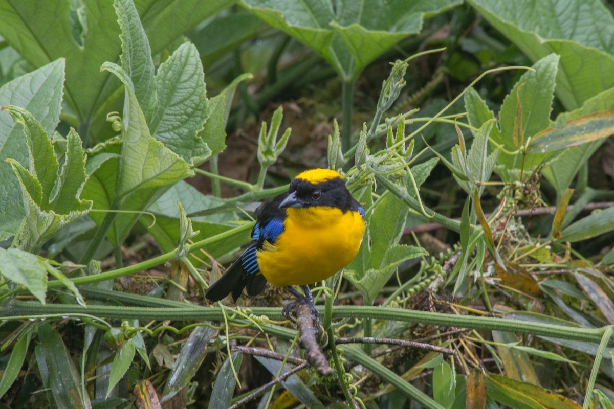 Blue-winged Mountain Tanager - Nancy Davis