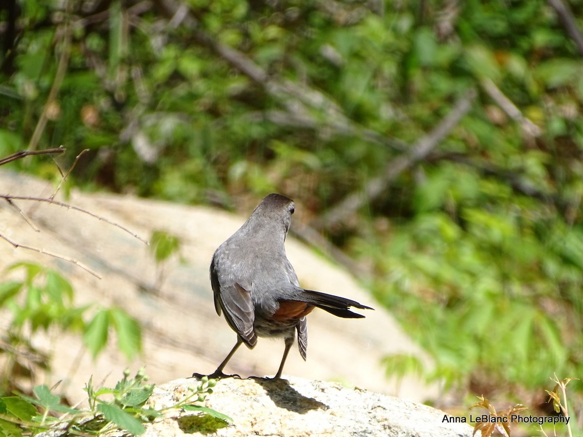 Gray Catbird - Anna LeBlanc