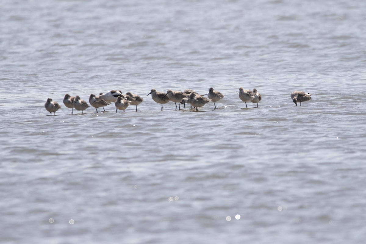 American Avocet - Andres Leon-Reyes