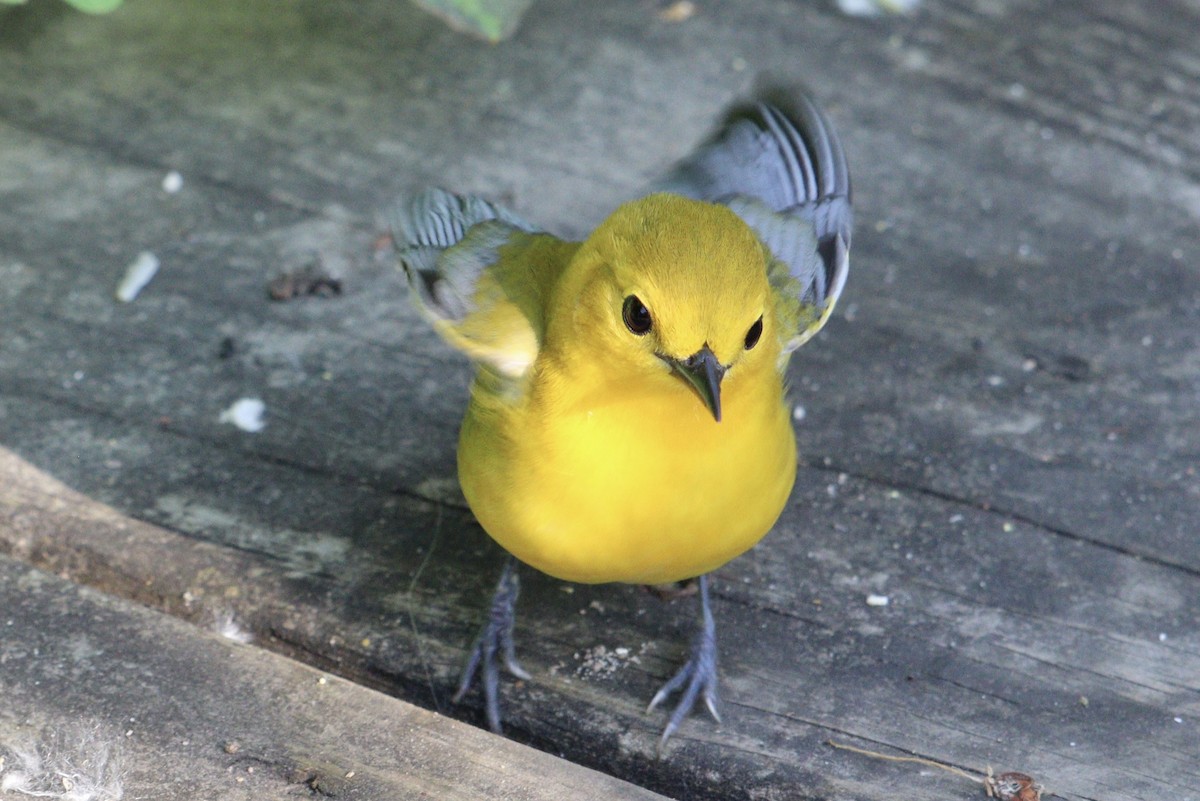 Prothonotary Warbler - Molly Herrmann