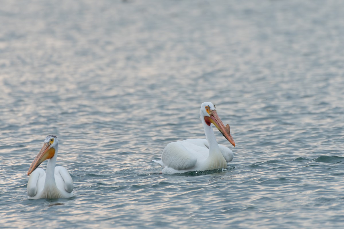 American White Pelican - Stephanie Pereira