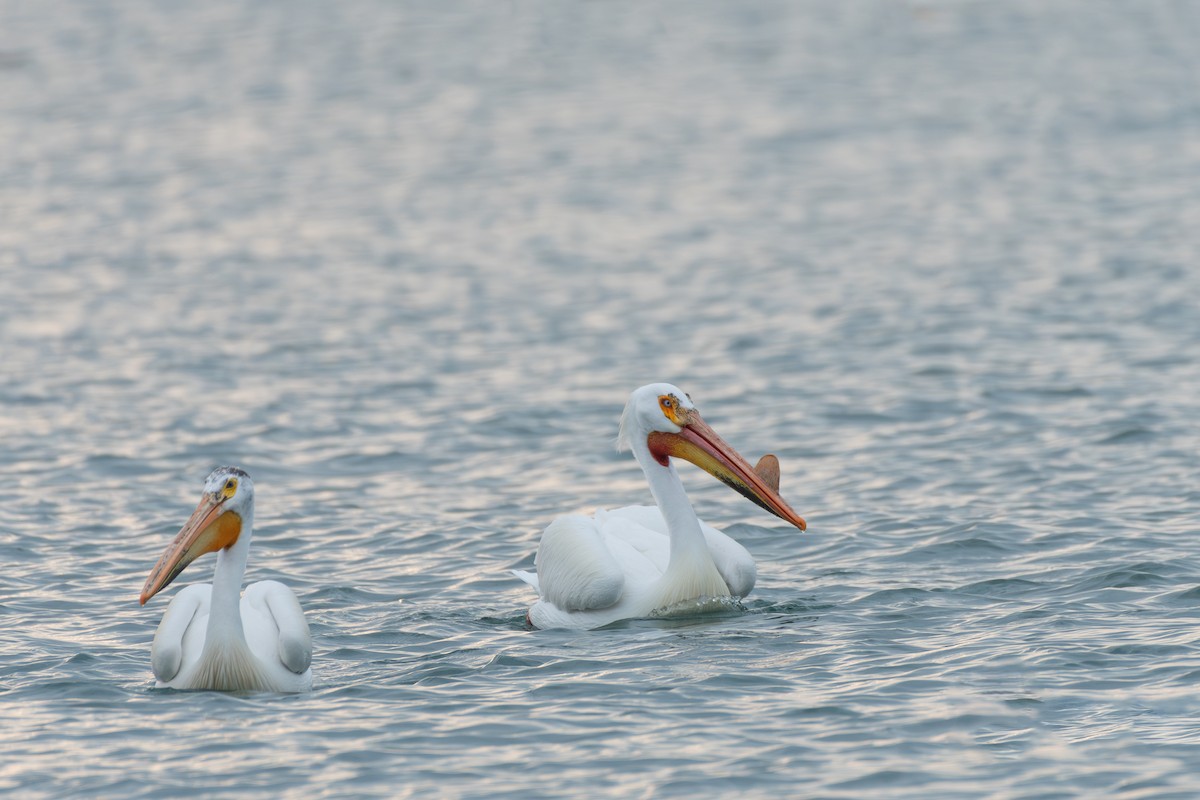 American White Pelican - Stephanie Pereira